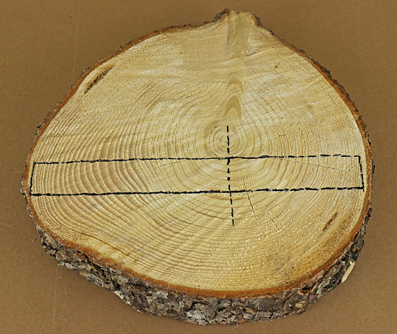 compression wood